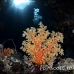 coral_soft_sjc_si_h_0157_egy4648.jpg